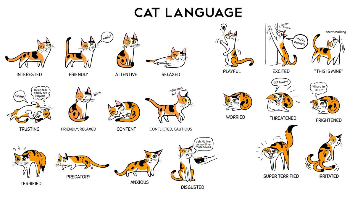 Cat Behavior Body Language